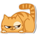 Orange Cat 🐱 3 11