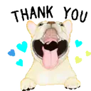 Pug🐶🌼.MOV 16