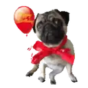 Pug🐶🌼.MOV 17