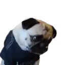 Pug🐶🌼.MOV 20