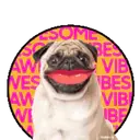 Pug🐶🌼.MOV 4