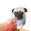 Pug🐶🌼.MOV 5