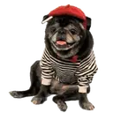 Pug🐶🌼.MOV 24