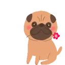 Pug🐶🌼.MOV 6