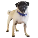 Pug🐶🌼.MOV 21