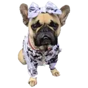 Pug🐶🌼.MOV 28