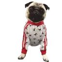 Pug🐶🌼.MOV 10