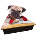 Pug🐶🌼.MOV 25