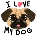 Pug🐶🌼.MOV 12