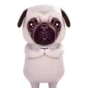 Pug🐶🌼.MOV 13