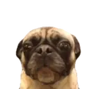 Pug🐶🌼.MOV 18