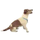 Perros Hermosos 1