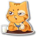Orange Cat 🐱 3 5