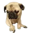 Pug🐶🌼.MOV 2