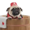 Pug🐶🌼.MOV 30