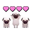 Pug🐶🌼.MOV 14