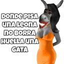 DONDE PISA UNA LEONA no BORRA HUELLA UNA GATA @josejuanfr98