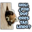 Animalitos fraseados 23
