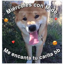 Perritos☆♡ 4 2