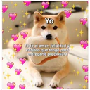 Perritos☆♡ 4 22