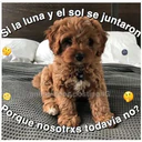 Perritos☆♡ 4 12
