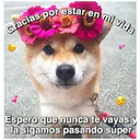 Perritos☆♡ 4 1