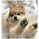 Perritos☆♡ 4 25