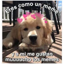 Perritos☆♡ 4 27