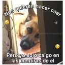 Perritos☆♡ 4 9