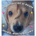 Perritos☆♡ 4 24