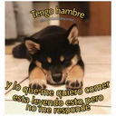 Perritos☆♡ 4 23