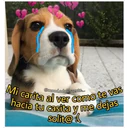 Perritos☆♡ 4 17