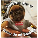 Perritos☆♡ 4 6