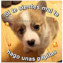 Perritos☆♡ 4 11