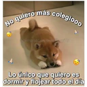 Perritos☆♡ 4 10