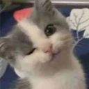 Mix Cats me gustaron 4
