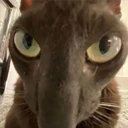 Mix Cats me gustaron 6