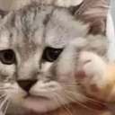 Mix Cats me gustaron 12