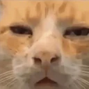 Mix Cats me gustaron 8