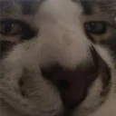 Mix Cats me gustaron 18