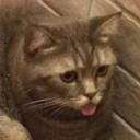 Mix Cats me gustaron 11