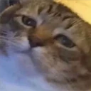Mix Cats me gustaron 16