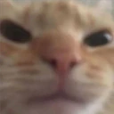 Mix Cats me gustaron 24