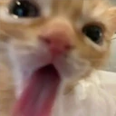 Mix Cats me gustaron 13