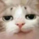Mix Cats me gustaron 26