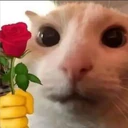 Mix Cats me gustaron 19