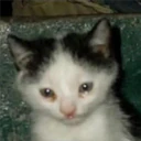 Mix Cats me gustaron 7