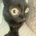 Mix Cats me gustaron 23