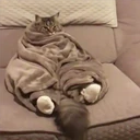 Mix Cats me gustaron 10