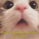 amorcito 7